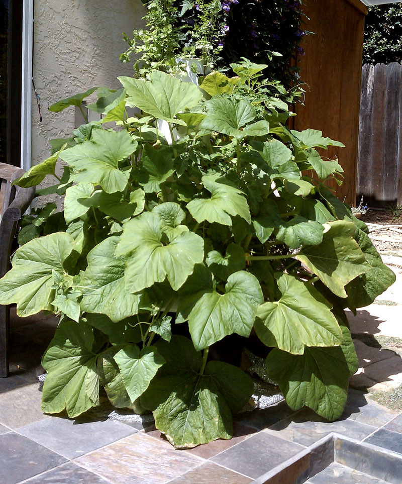 Become An Aeroponic Tower Gardener With The Amazing Tower Garden